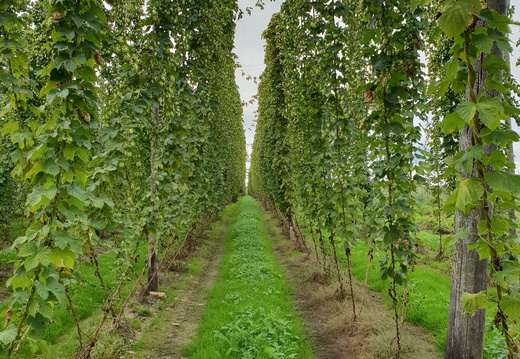 2018 - The National Hop Collection